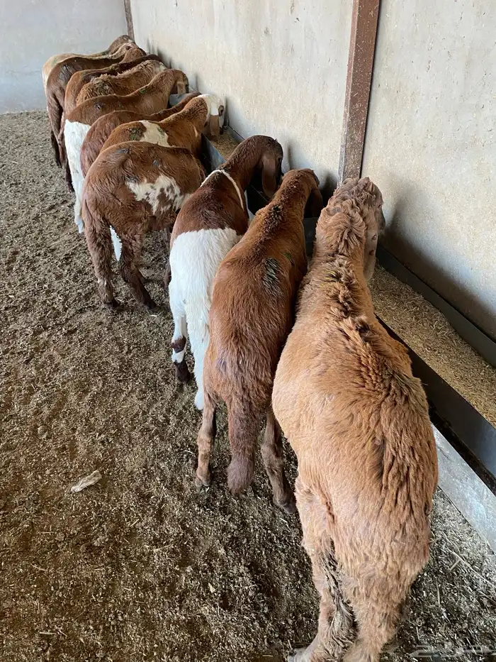 غنم سواكن مخاصي 8