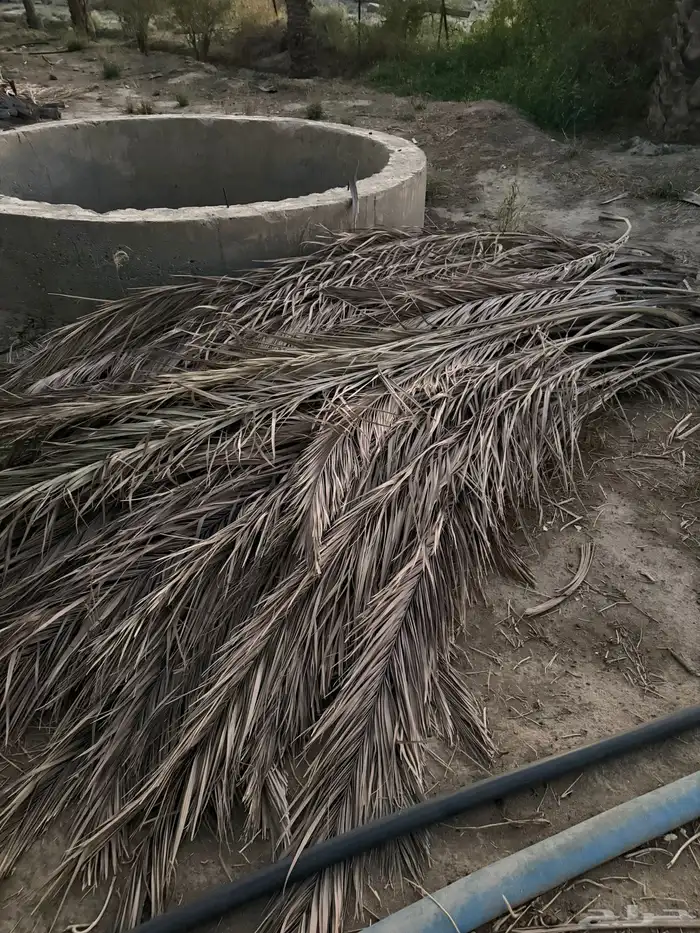 جريد سعف نخل 3