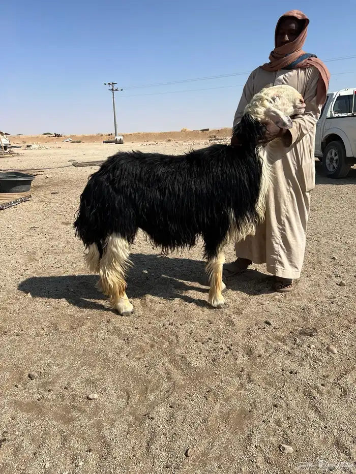 فحل نجدي السن توه مربع 1