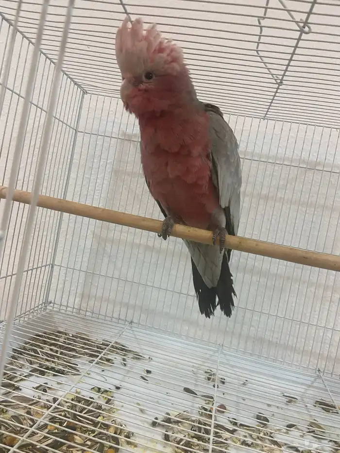 كوكاتو قالا فرخ 0