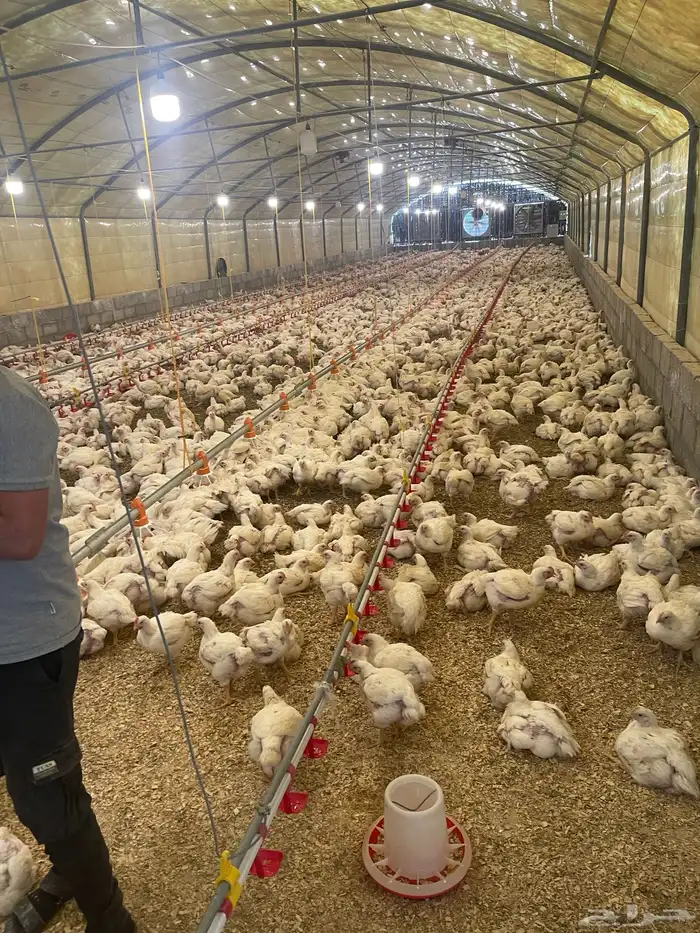 مزرعه دواجن مطلوبه 0