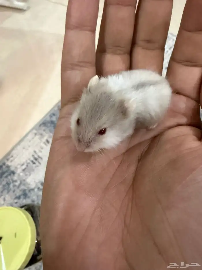 هامستر ب 15 ريال فقط 4