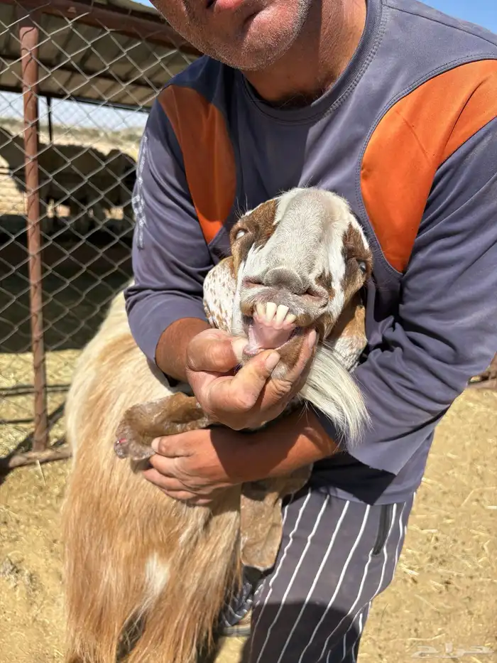 تيس مصر فحل 4