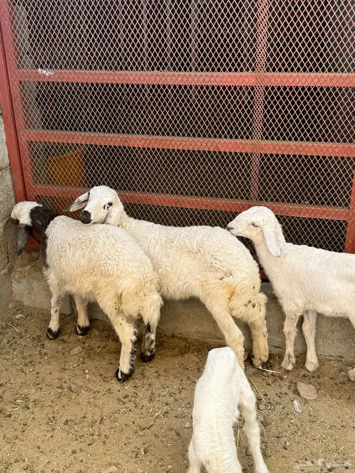 للبيع غنم حريات مراح واحد 27