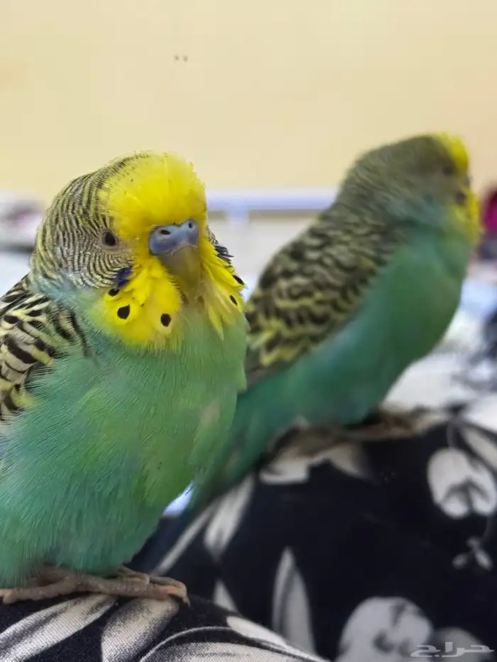 عصفور بادجي ضايع 0