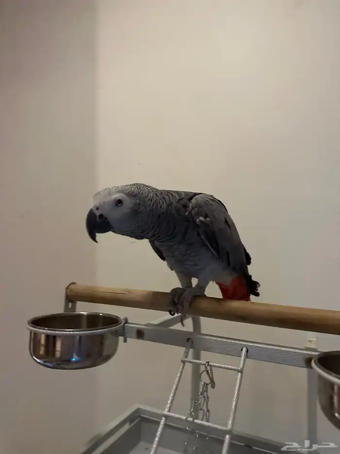 كاسكو افريقي اليف للبيع 5