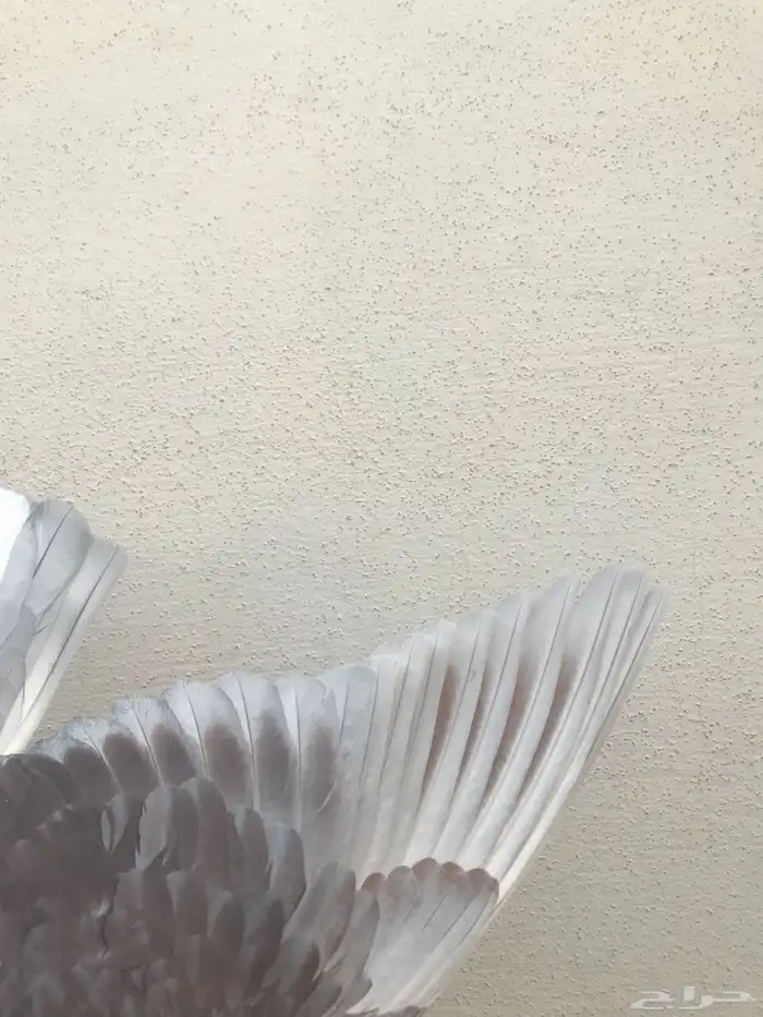 قطايف عرق الدمويات 16