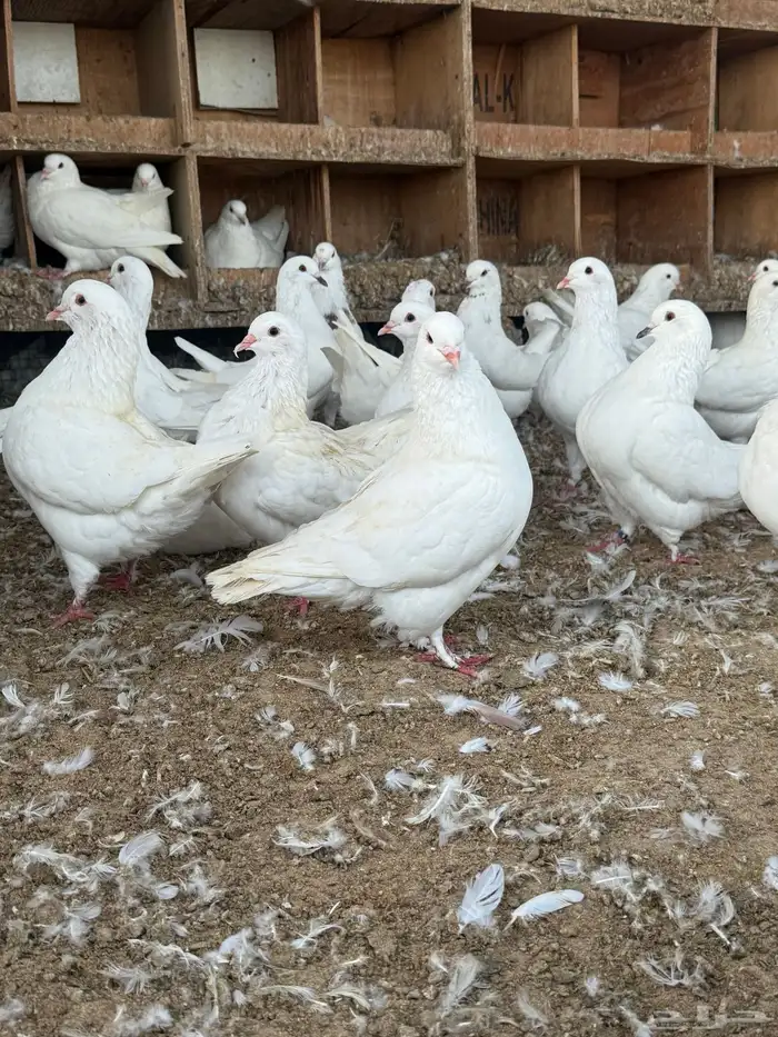 للبيع حمام كنق سوبر جامو 0