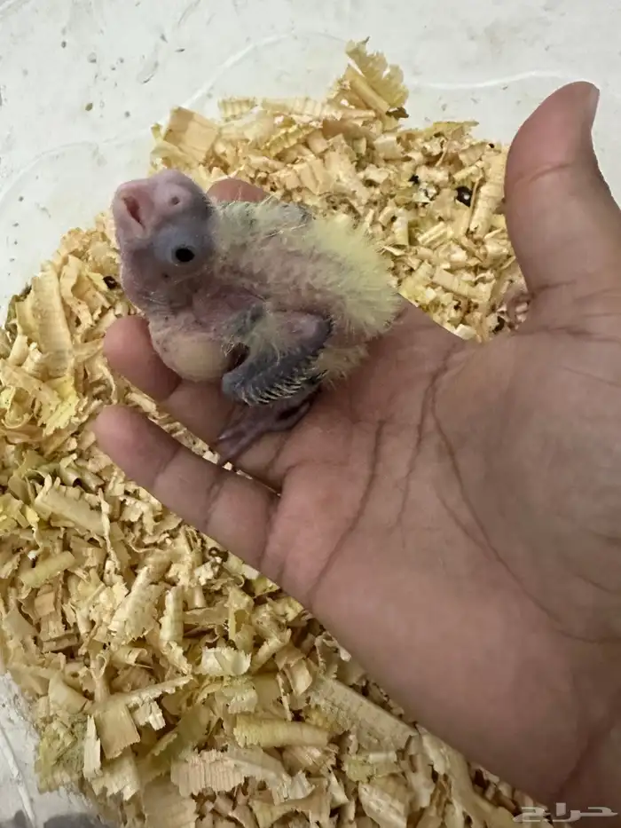 للبيع كروان غر ب 80 2