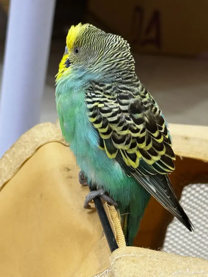 عصفور بادجي ضايع 1