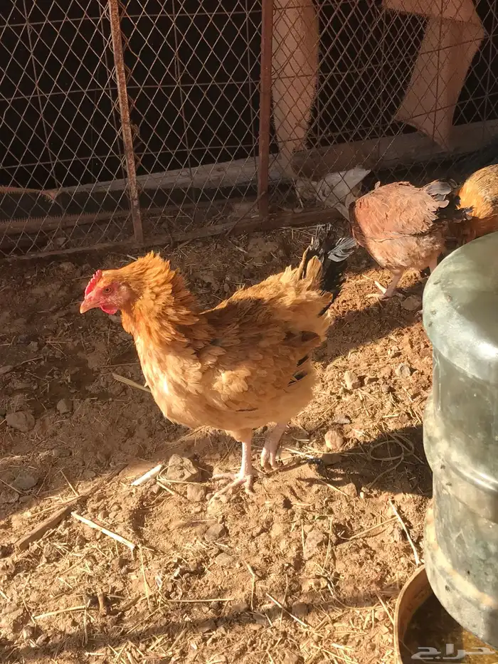 دجاج بلدي بياض 2