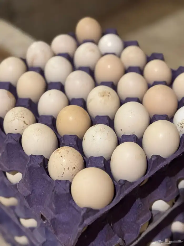 بيض بلدي هجين تركي فواتح 0