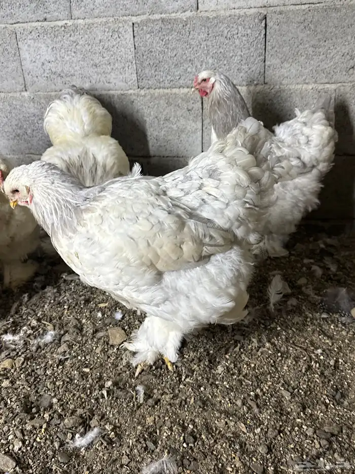 دجاج براهما 1