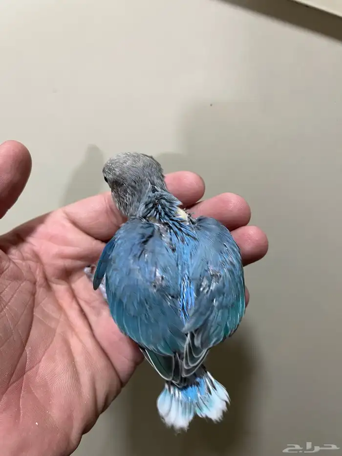 فرخ روز فايلوت ( أزرق ) 2