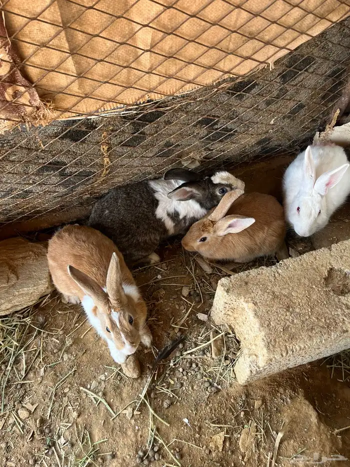 ارانب للبيع 12