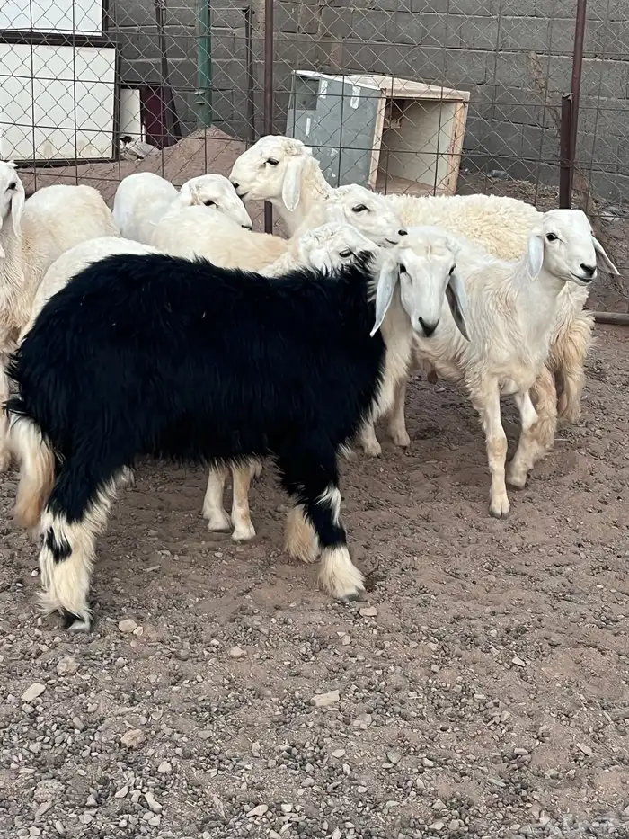 للبيع طليان ذبايح 0