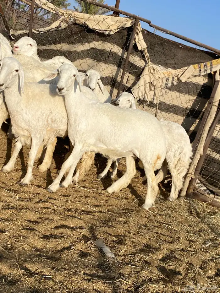 جذعات دفيع صنف الصنف 14