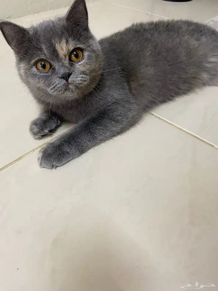 قطه للتبني 1