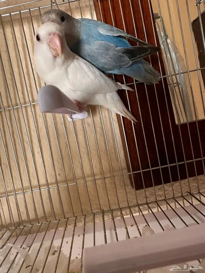 Beautiful Pair of Lovebirds for Sale   Healthy   Active 3