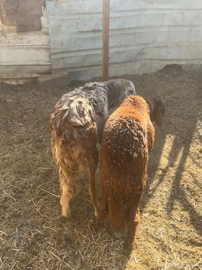 ذبايح طليان سواكني نعيم نجدي 0