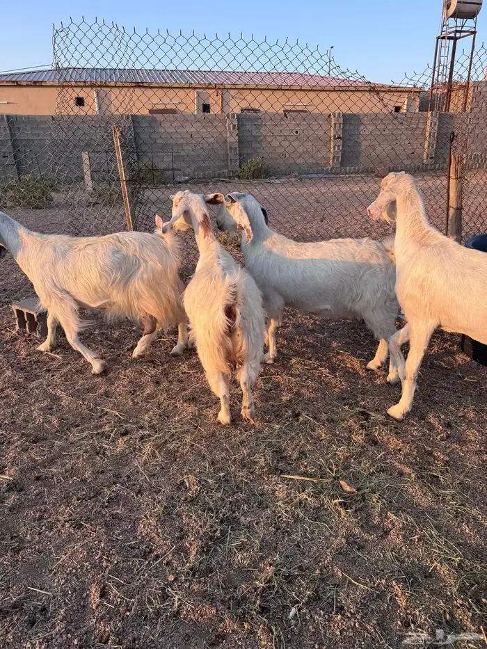 معزا مصريات جم دفيع وحليب 11