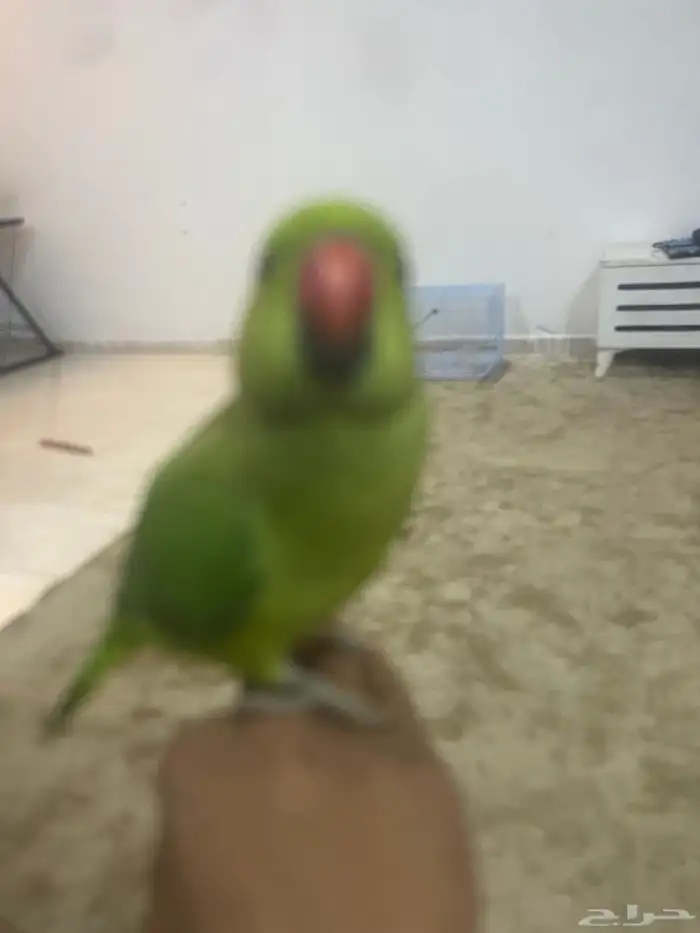 ببغاء دره أليف 2