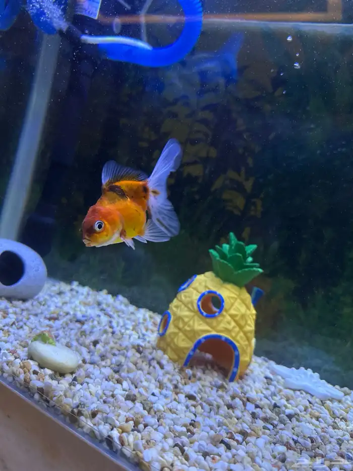 اسماك زينه 4