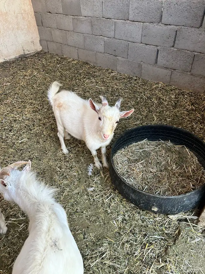 تيس قزمي حار 1