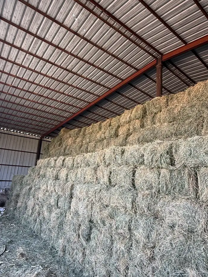 ذرة جيزانيه ناعمه   برسيم صافي ورق 4