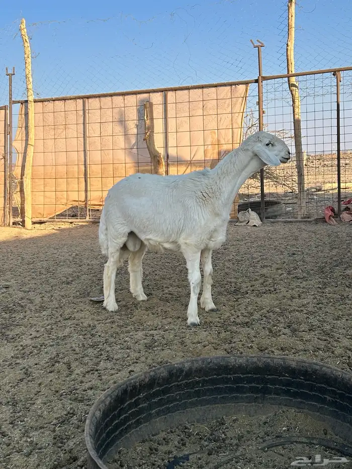 مشروع فحل صنف 2