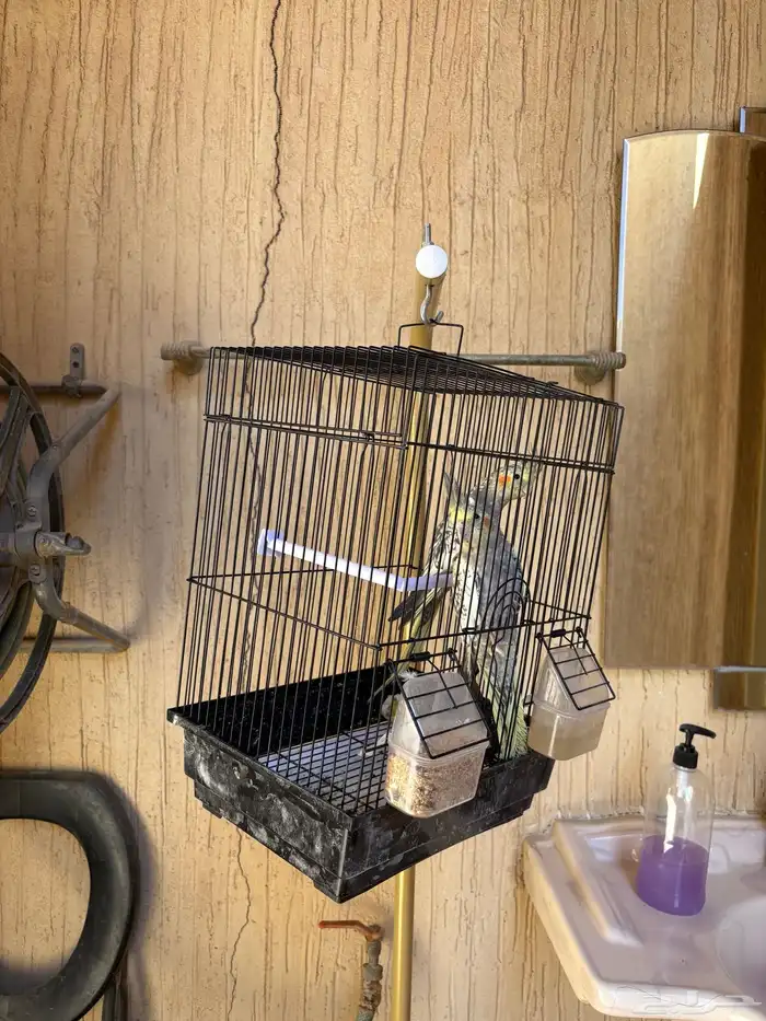 زوج كروان في مرحلة الانتاج 8