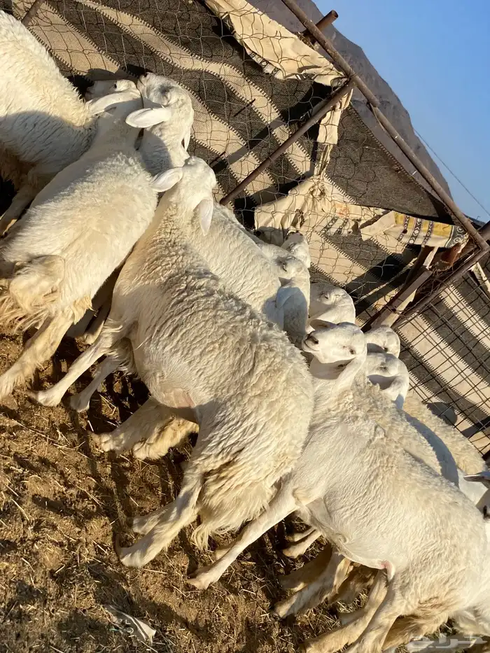 جذعات دفيع صنف الصنف 13