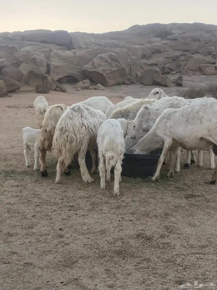 ضان وليد ودفيع 5