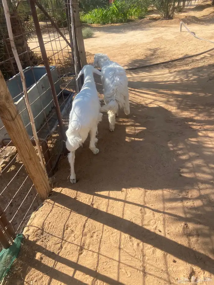 رخال حريه هرافى للبيع 3