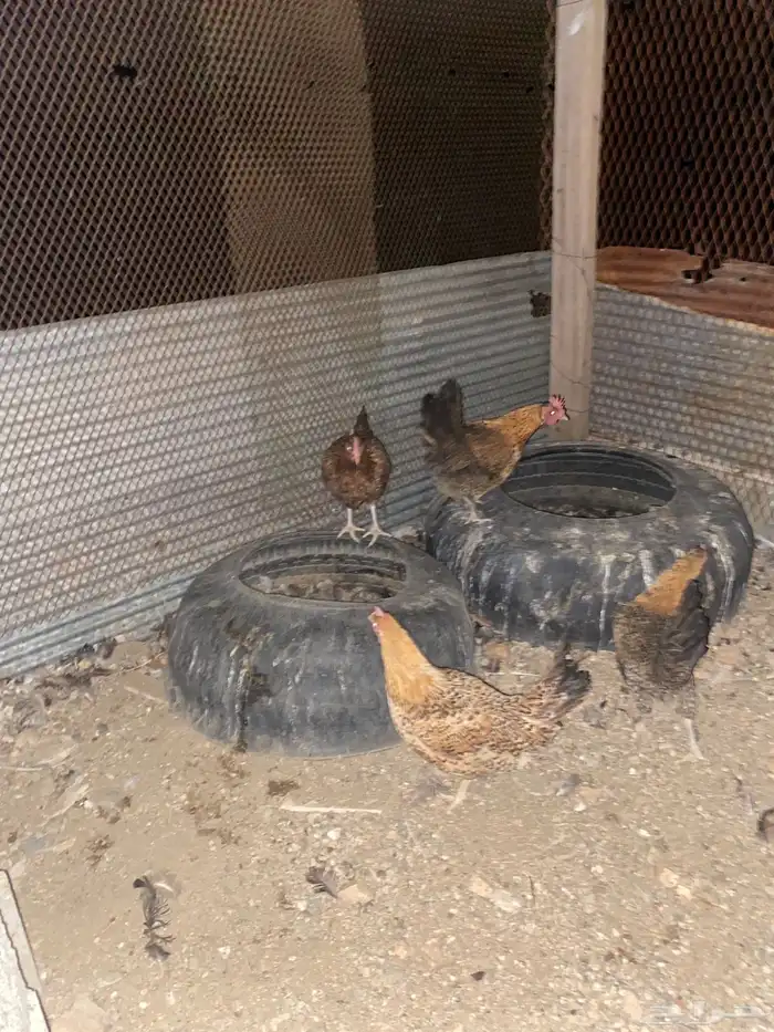 دجاج بلدي فري الوان حمر فواتح بياض شرط 20