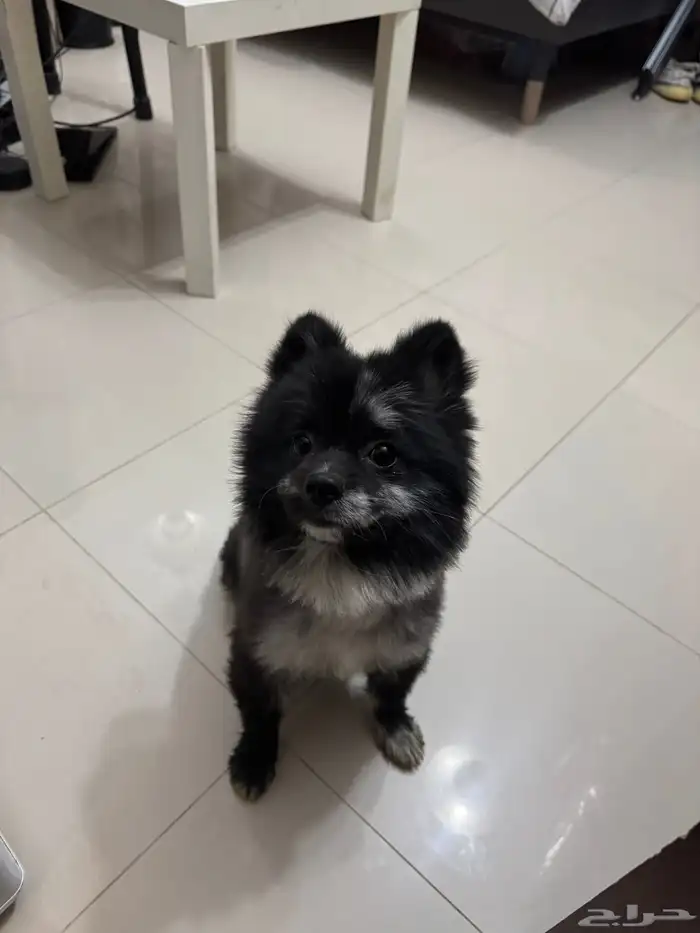 كلب جرو بومرينيان ذكر - معقم 1