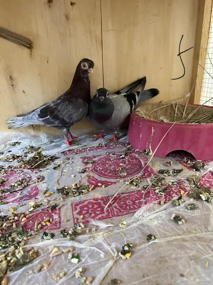 حمام زينه كوري وصنعاوي 0