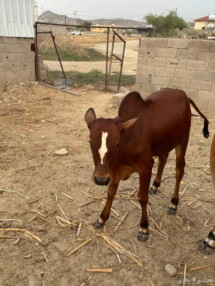 حسيل عمره 5شهور 1