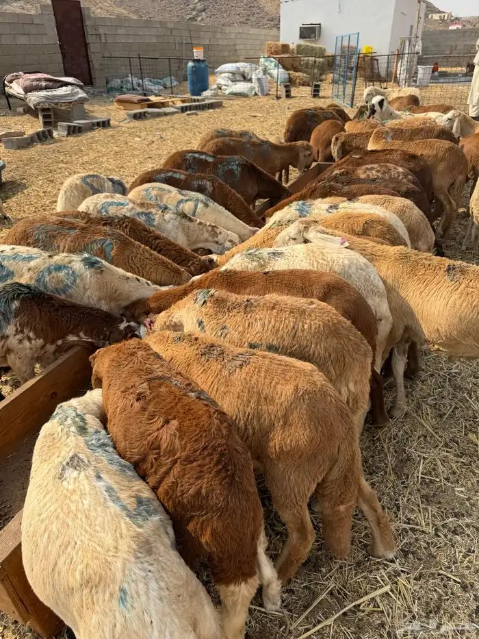 طليان سواكن 6