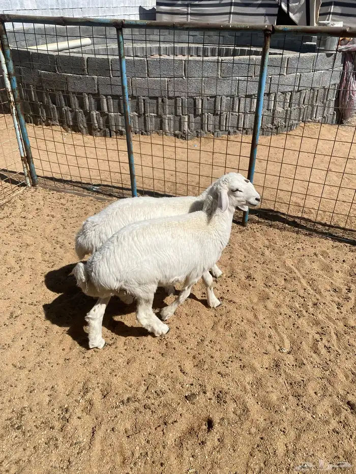 طليان حري اعمار3 شهور 1