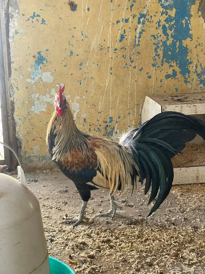 ديك يوكوهاما 2