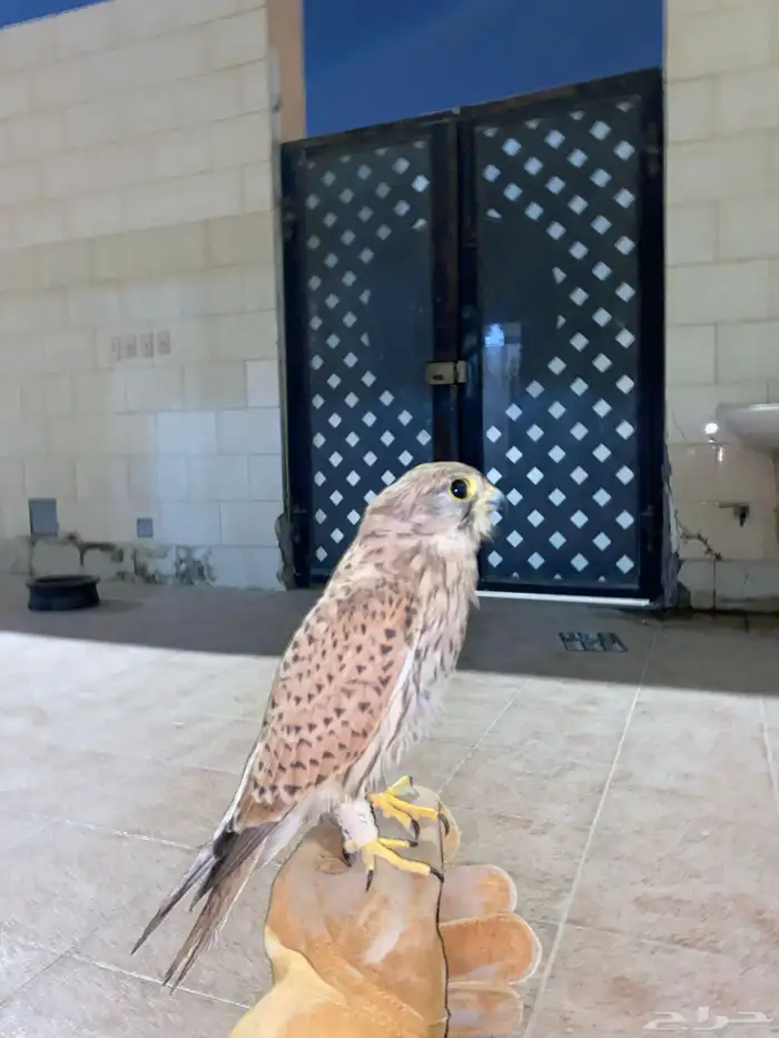 شبوط على السوم توه مطروح قبل 3 ايام ياكل على الدس معه اغرضه 0