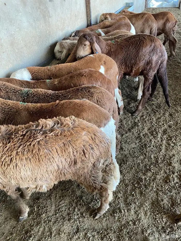 غنم سواكن مخاصي 6