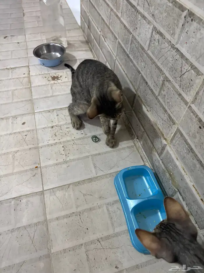 قطط للتبني 4