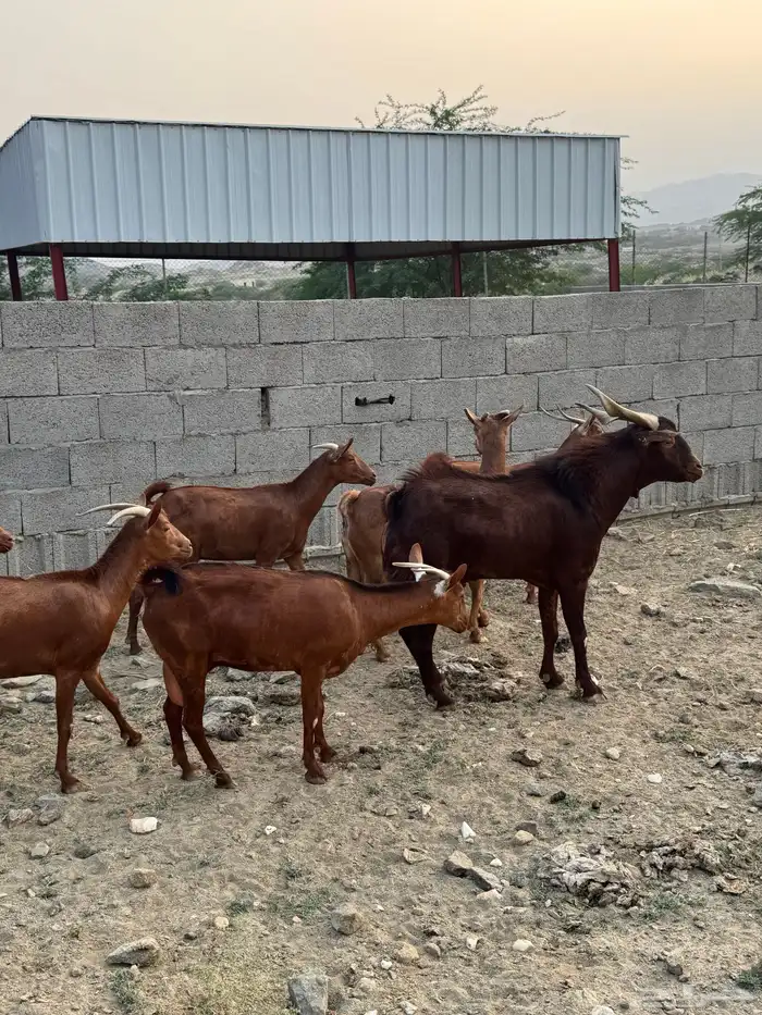 معزا دهم فاخره عدد 17( تم البيع) 2