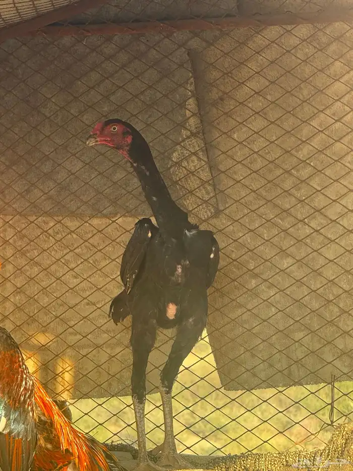 ديك شاكو الماني للبيع 2