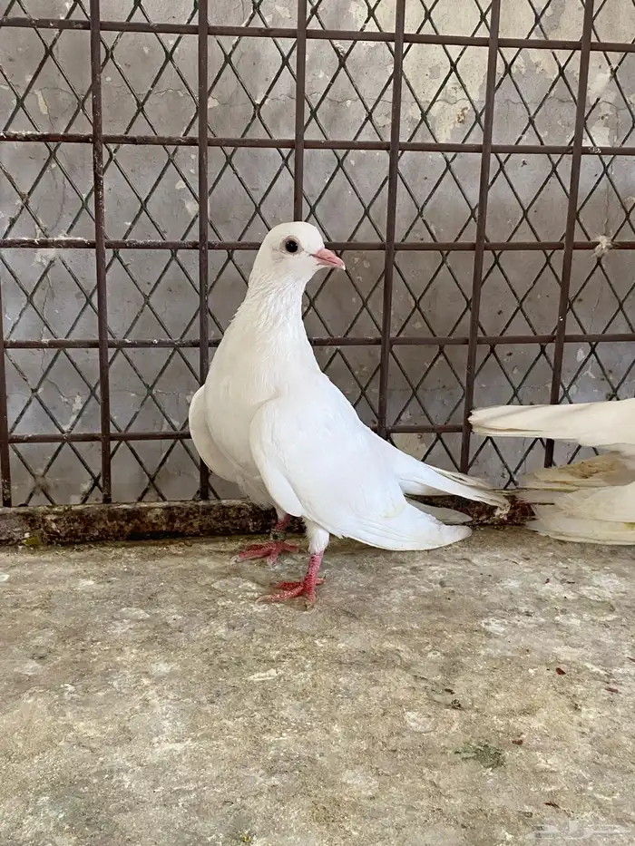 حمام صنعاوي 1