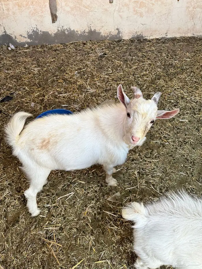 تيس قزمي حار 0