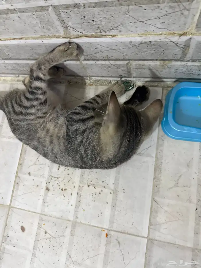 قطط للتبني 19