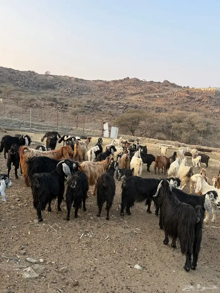 معزا عوارض للبيع مراح واحد وسليمه ومشروطه 0